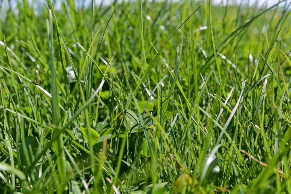 Prospect Perennial Ryegrass | Agricom NZ